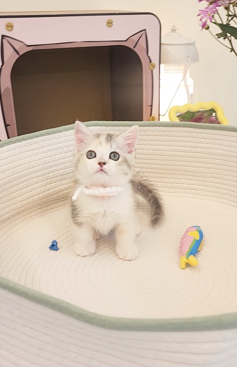 칼리코 브숏 먼치킨