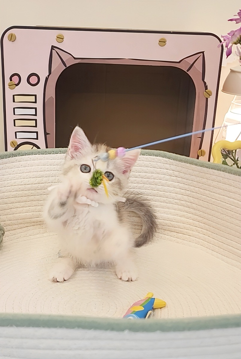 칼리코 브숏 먼치킨 사진 2