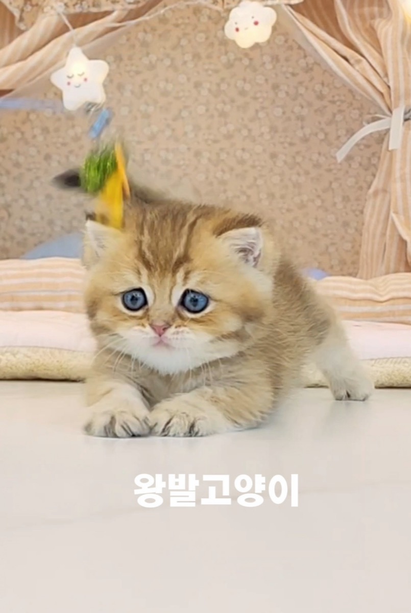골드먼치킨-모찌 사진 5