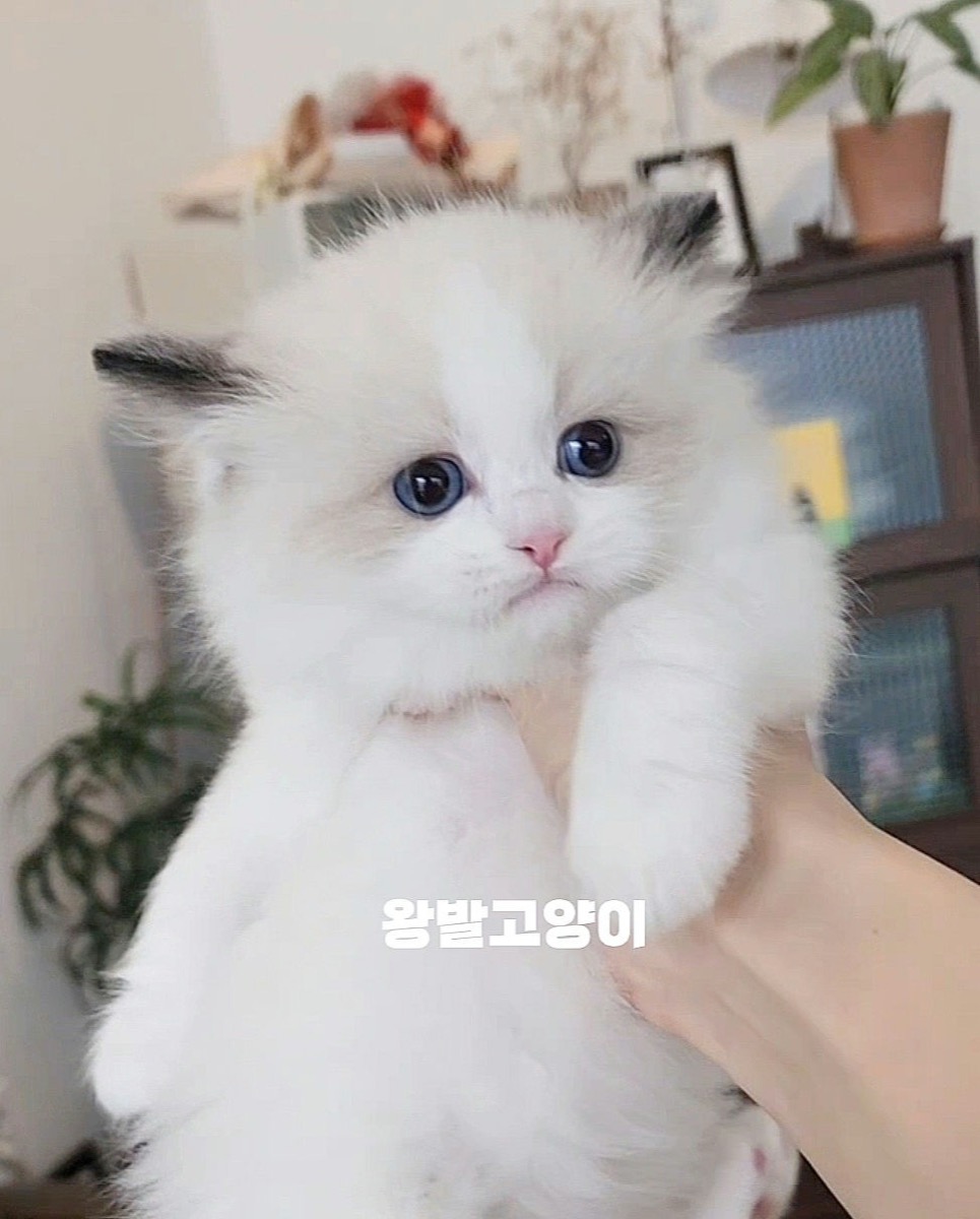 씰바이랙돌-로시