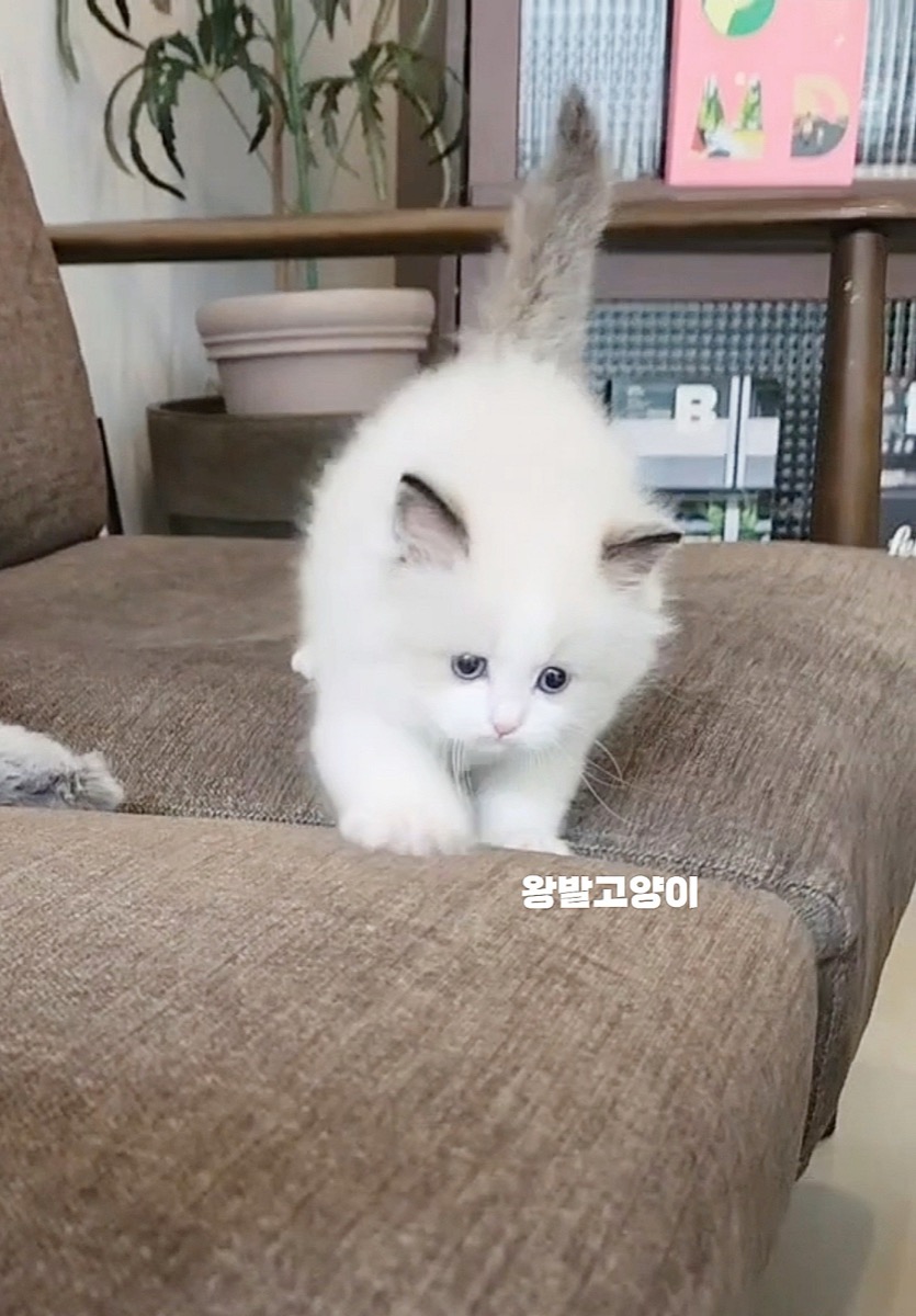 씰바이랙돌-로시 사진 10