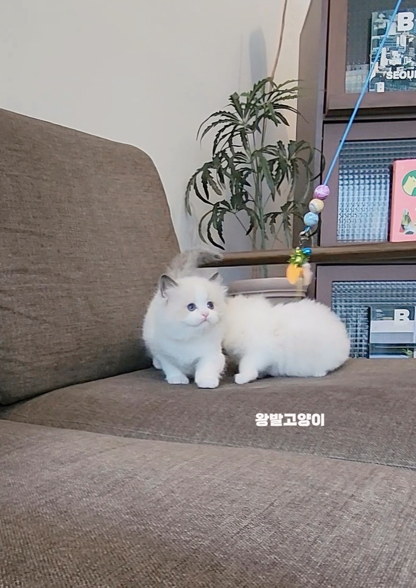 씰바이랙돌-로시 사진 11