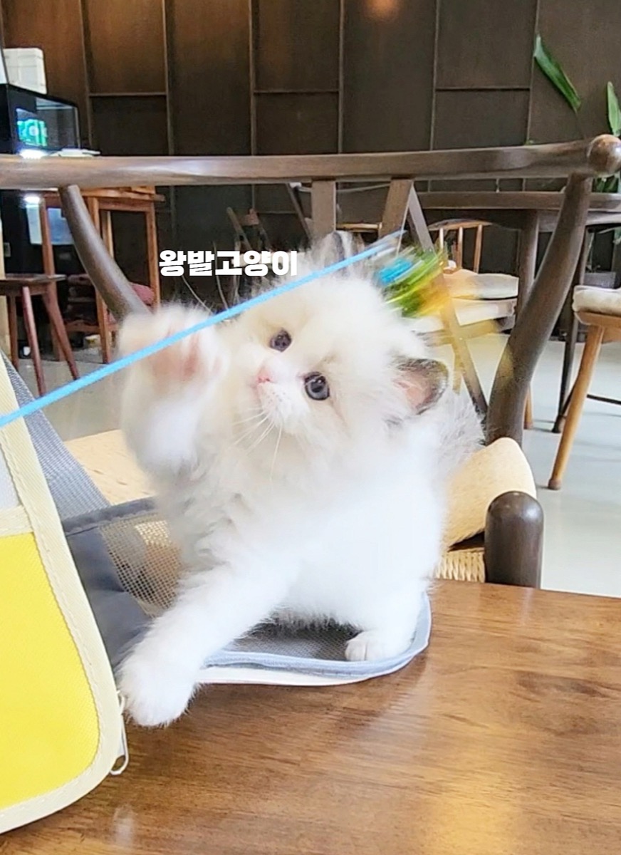 씰바이랙돌-로시 사진 4