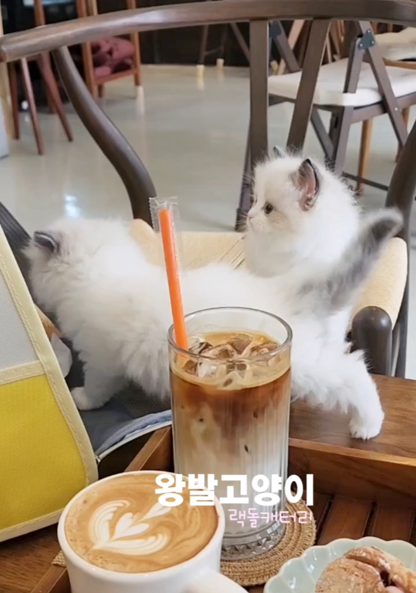 씰바이랙돌-로시 사진 6
