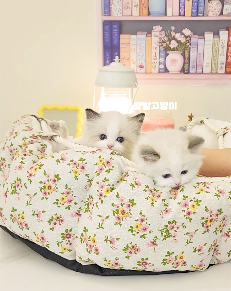 씰바이랙돌-로시 사진 7