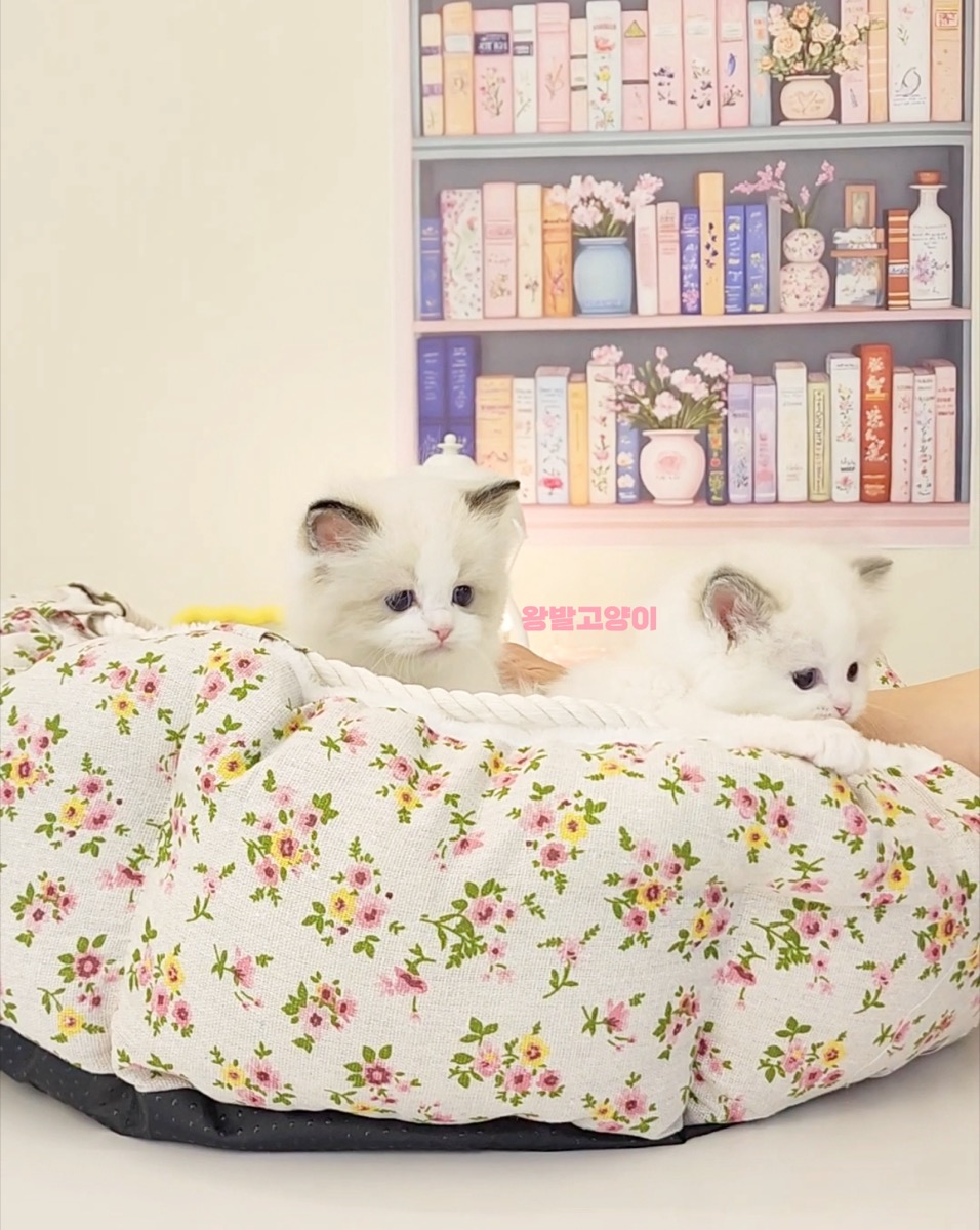 씰바이랙돌-로시 사진 8