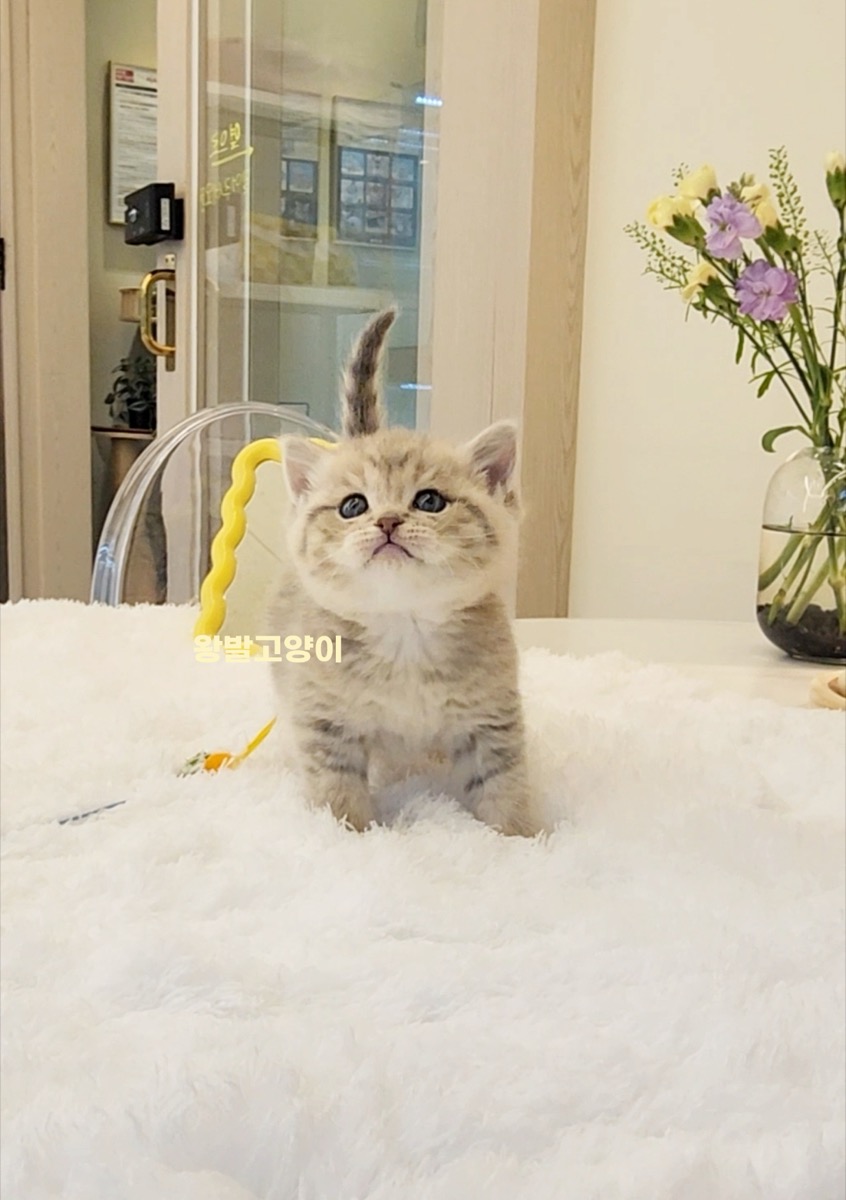 브리티쉬숏헤어-피치 사진 3