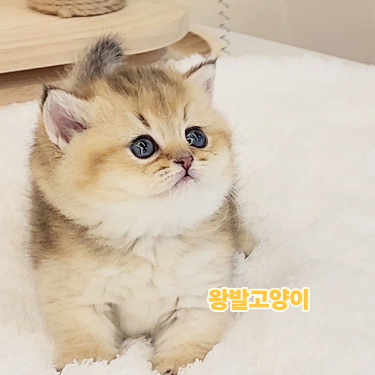 골드먼치킨-로리