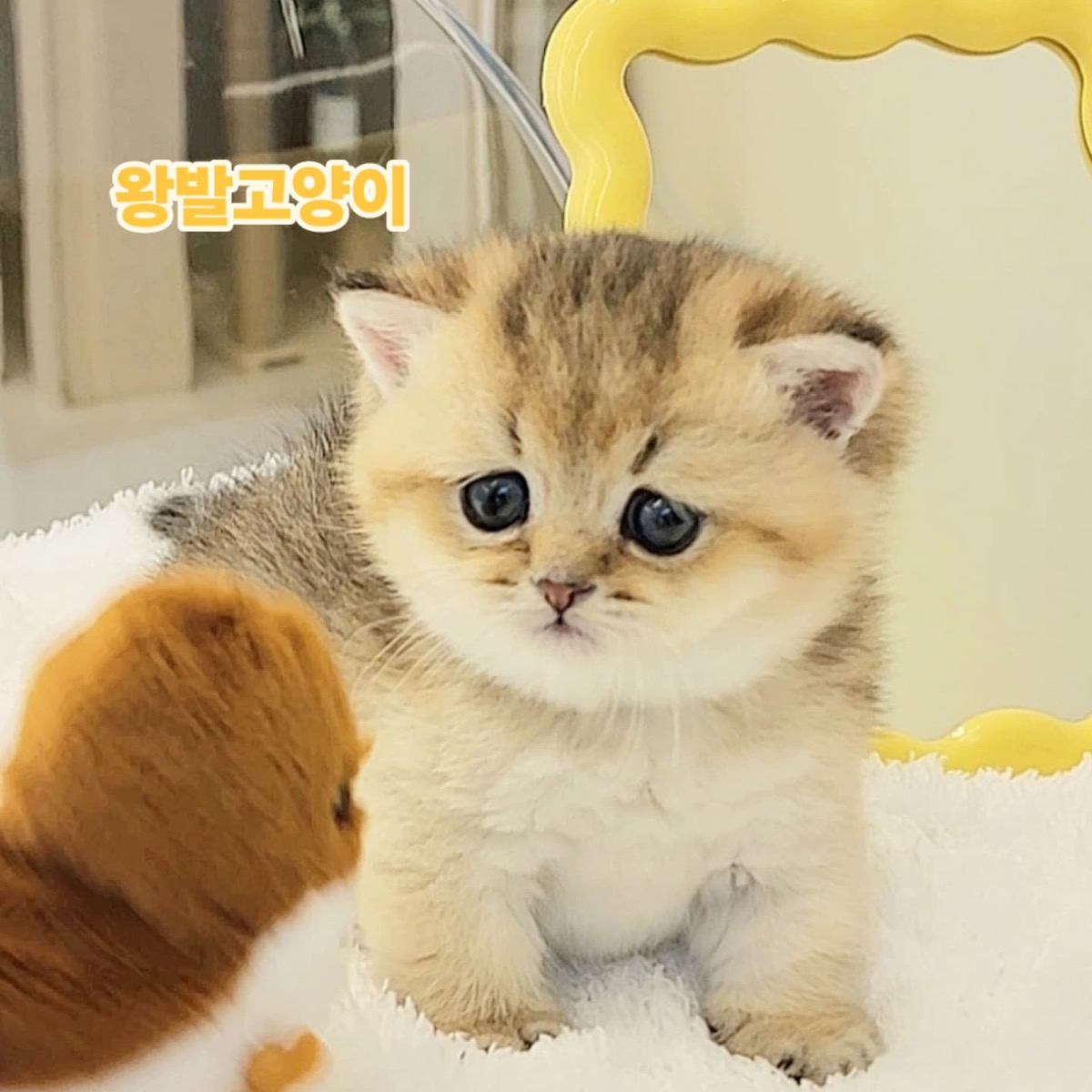 골드먼치킨-로리 사진 1