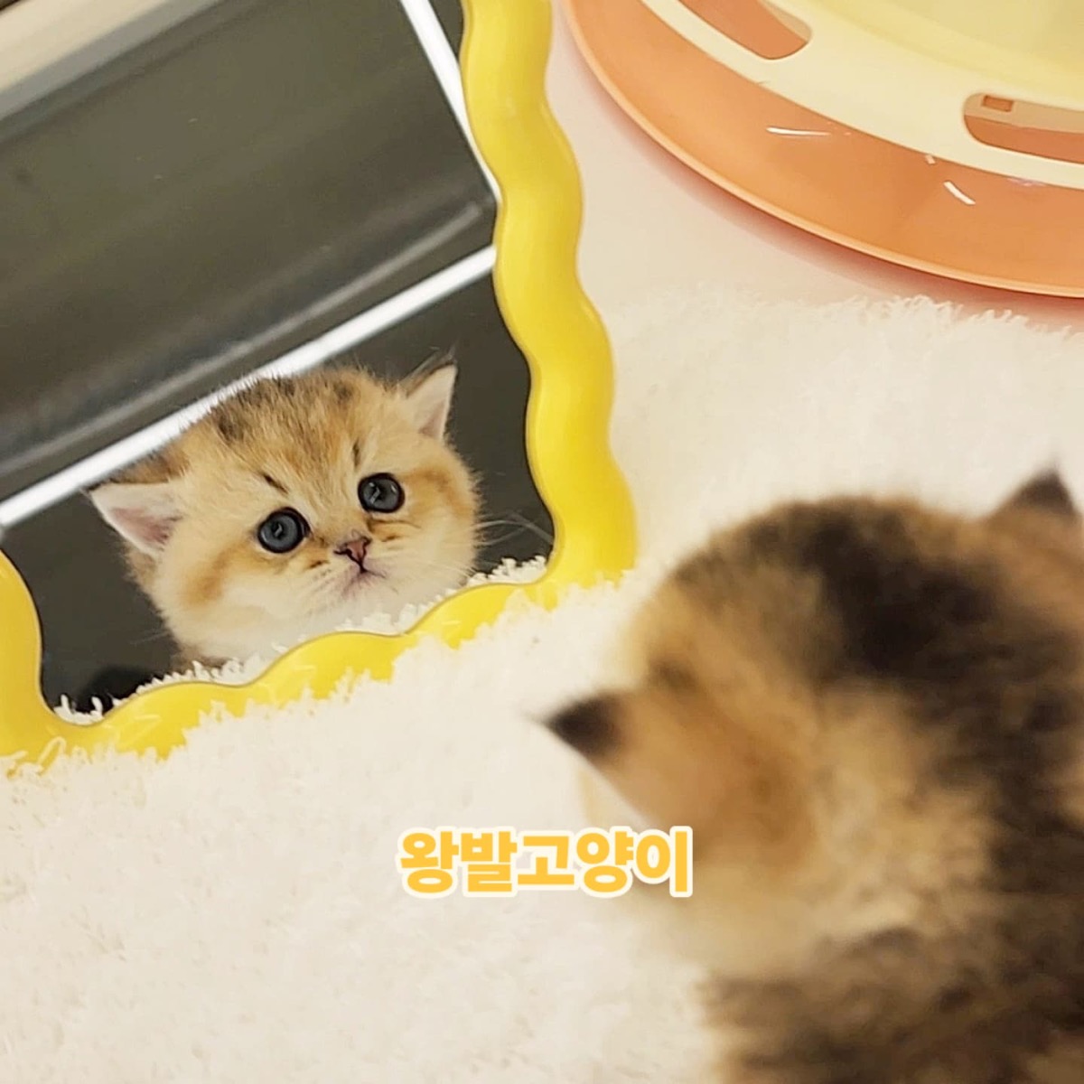 골드먼치킨-로리 사진 2