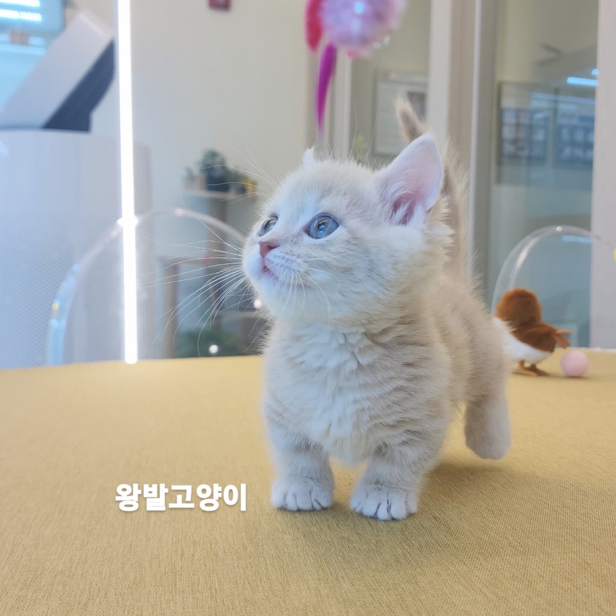 크림먼치킨 호두 사진 1