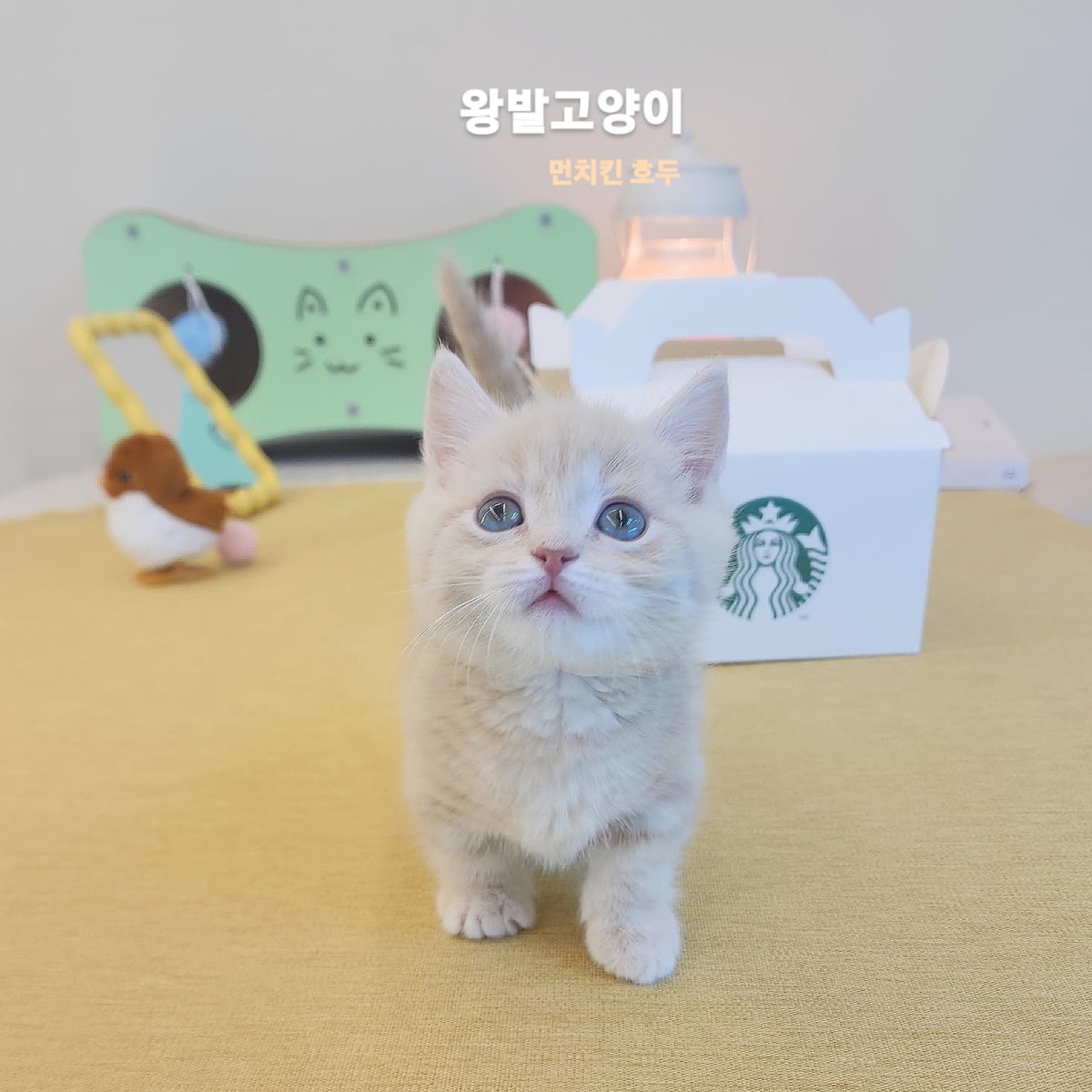 크림먼치킨 호두 사진 2