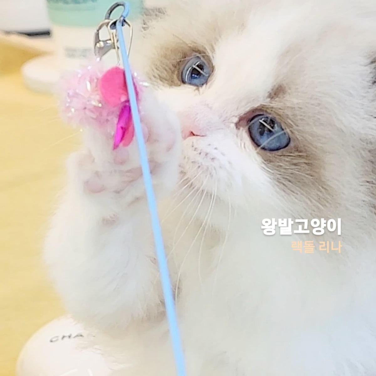 씰바이랙돌 리나