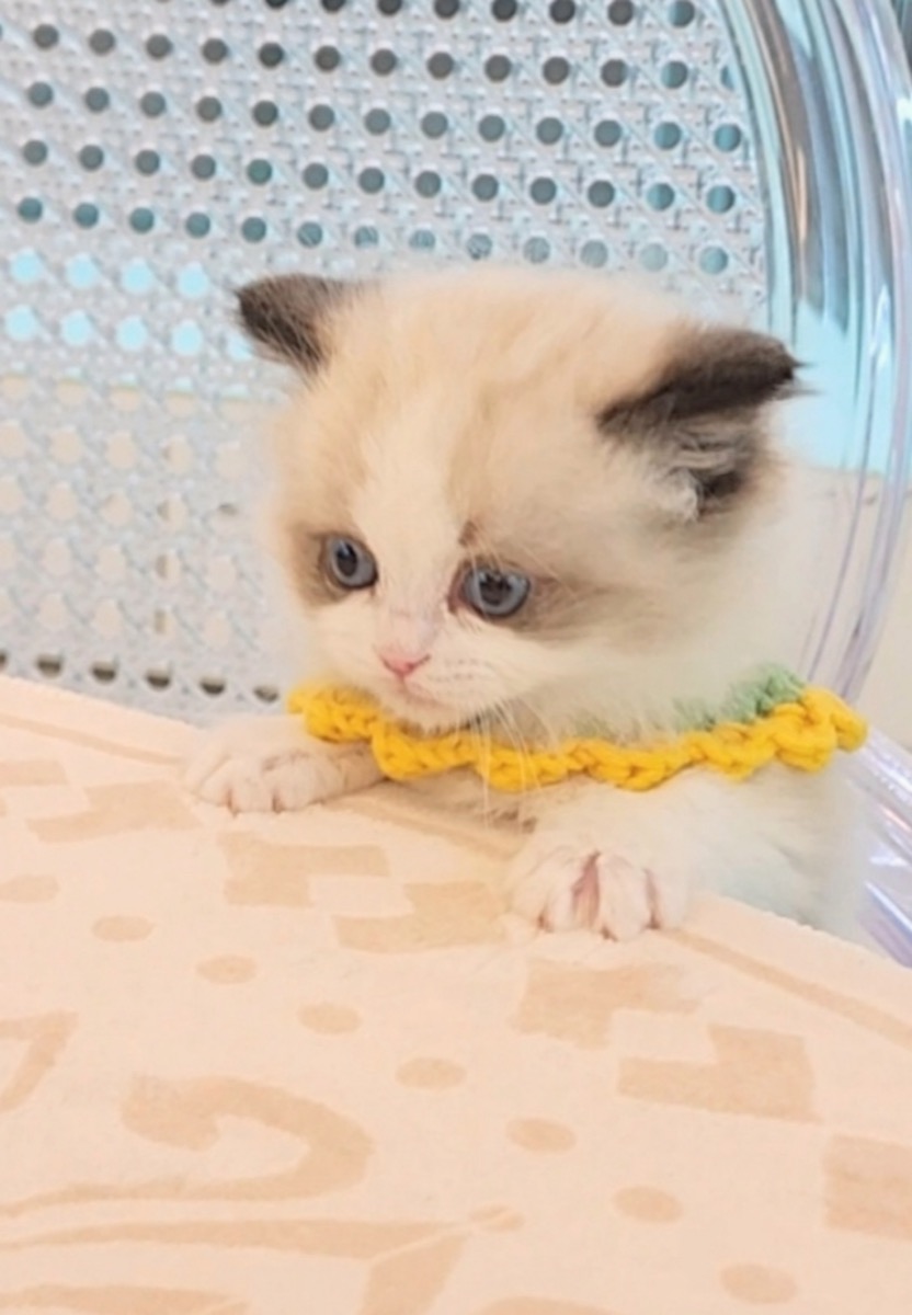 씰바이랙돌 리나 사진 3