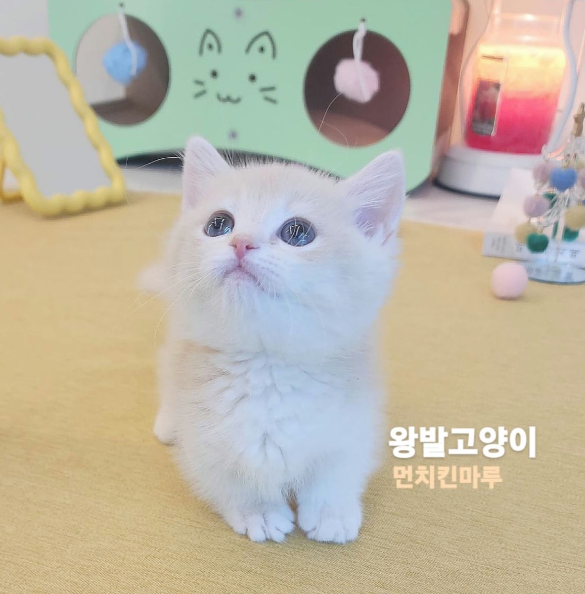 핑크골드먼치킨-마루