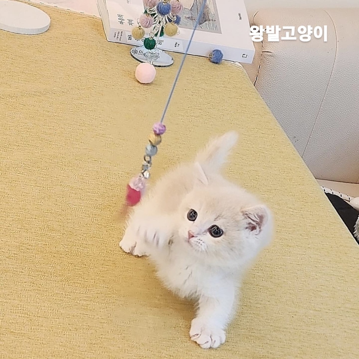핑크골드먼치킨-마루 사진 1