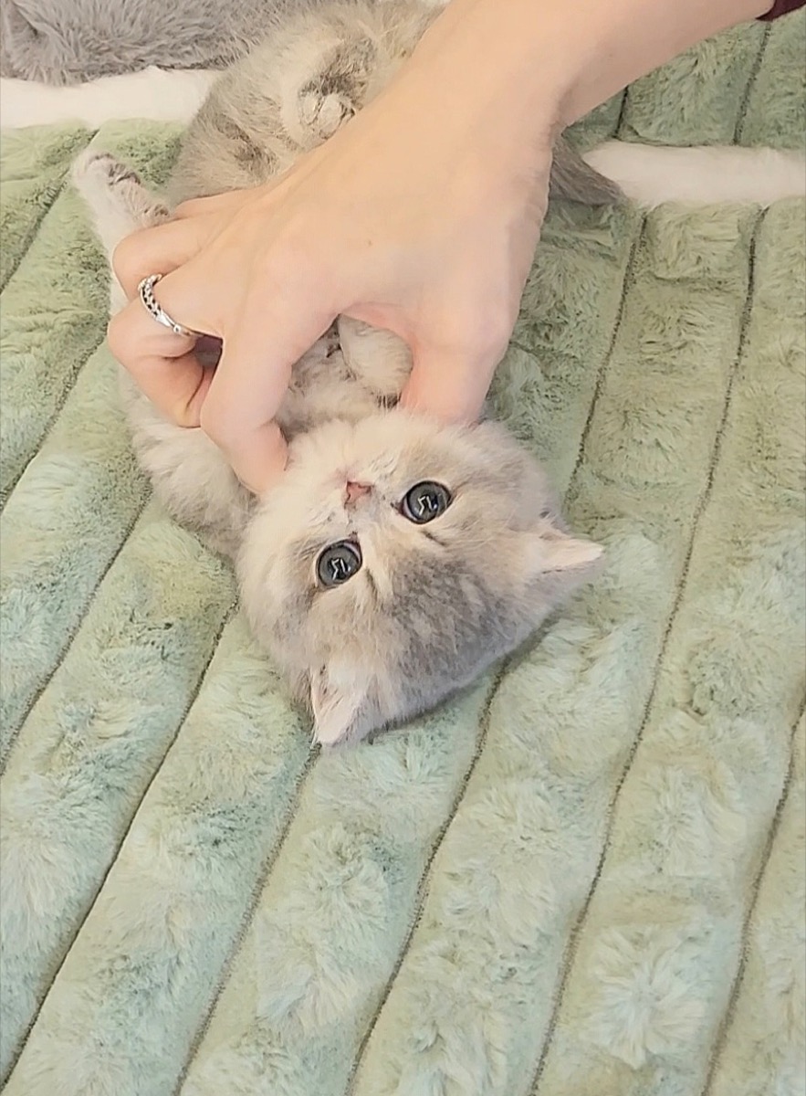 블루골드브리티쉬숏헤어 빵뚜공주님 사진 3