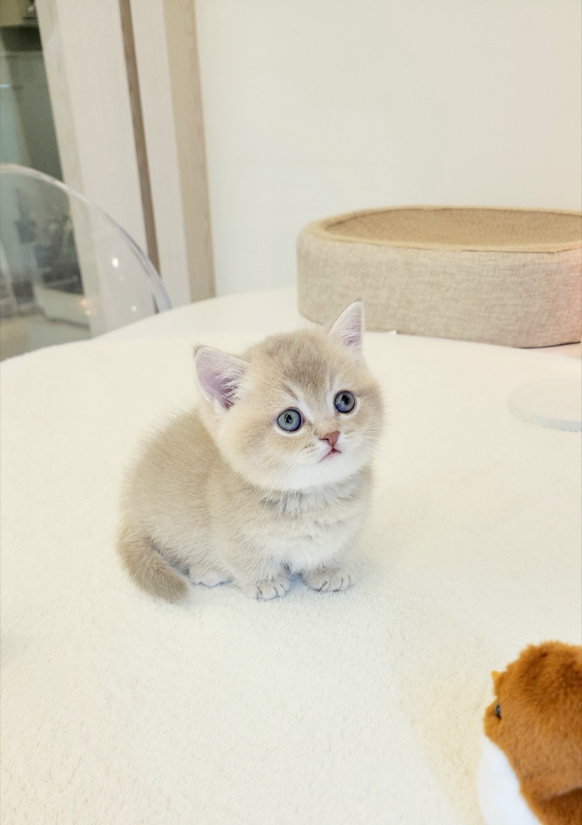 먼치킨 로저왕자님 사진 4