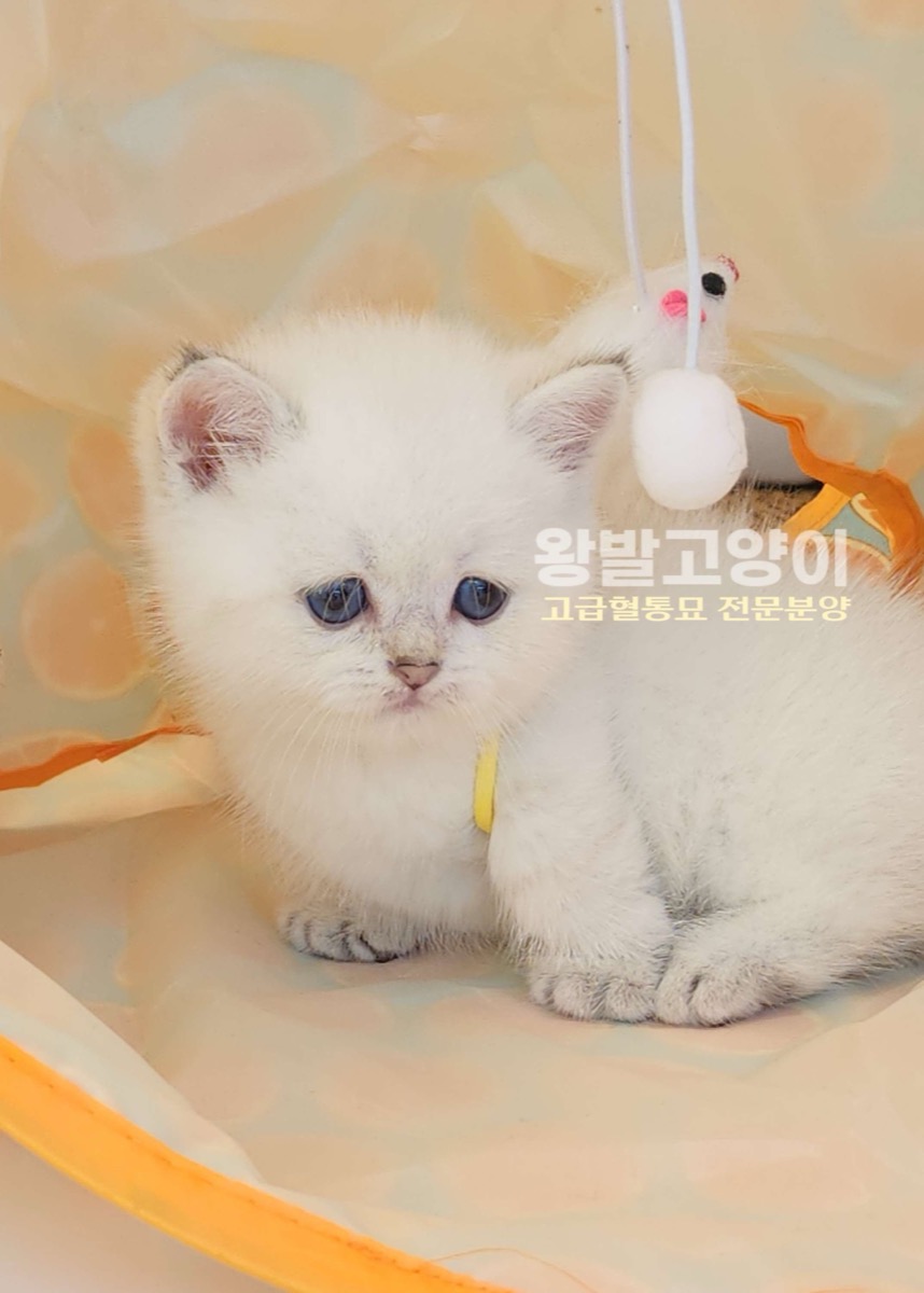 실버먼치킨-로또 사진 1