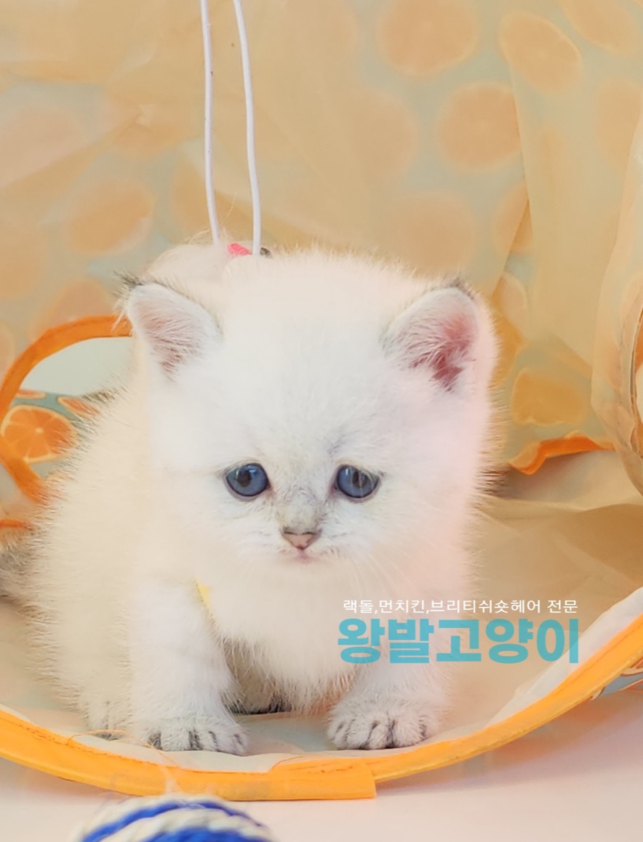 실버먼치킨-로또 사진 2