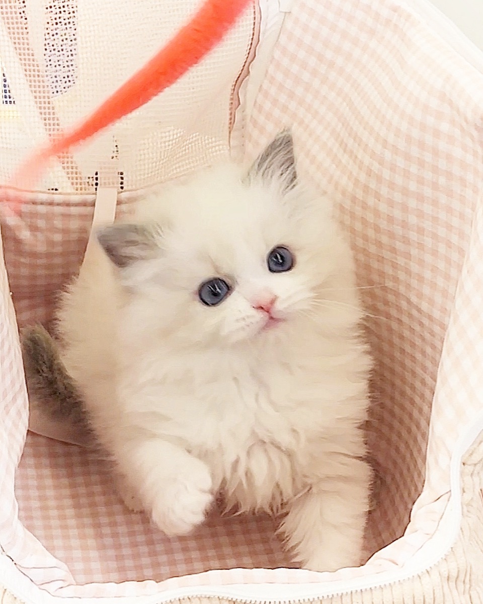 블루바이랙돌
