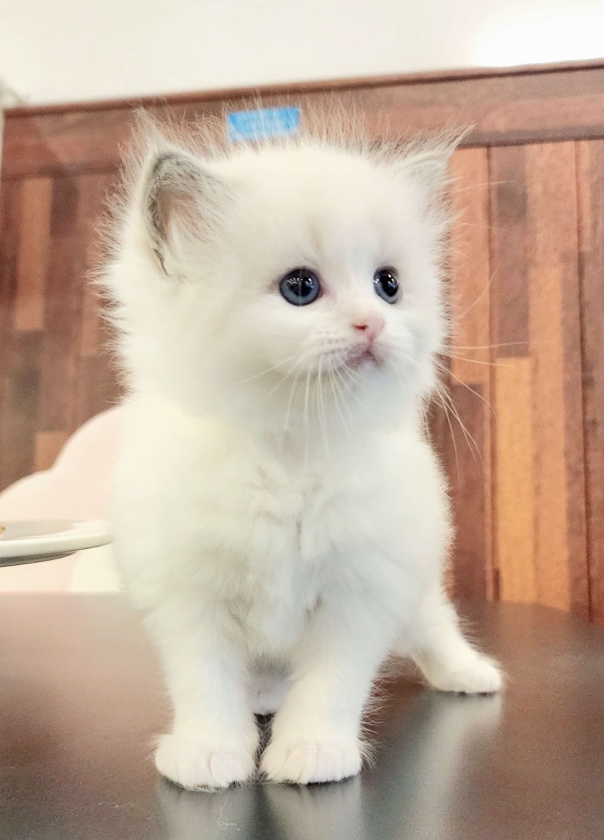 블루바이랙돌 주디